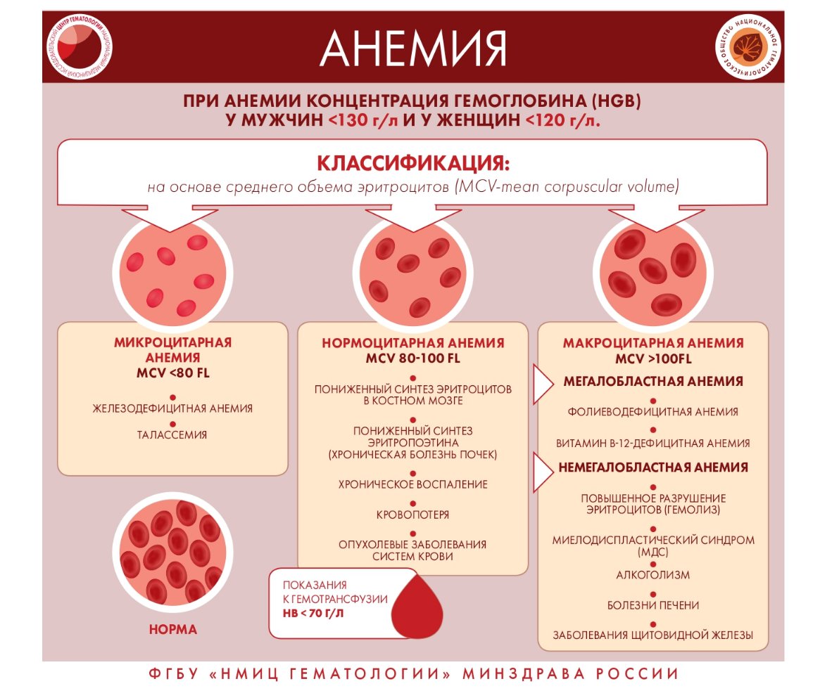 О заболеваниях системы крови page 0012